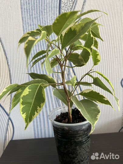 Фикус бенджамина Бафт