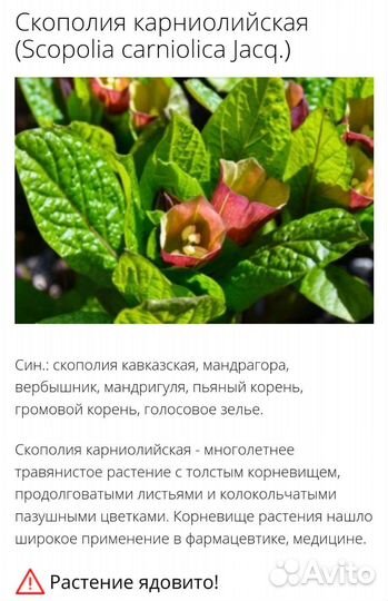 Мандрагора Саженцы
