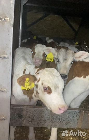 Телята мясной породы бычки