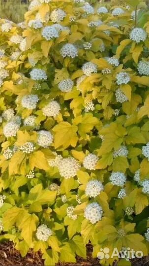 Пузыреплодники,дерен,спиреи,барбарис,бересклет