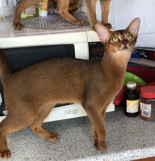 Молодая кошка