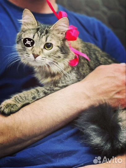 Особенная красавица котёнок подросток