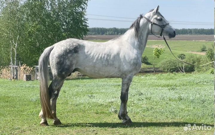 Продажа лошадей