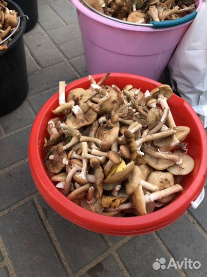 Грибы опята