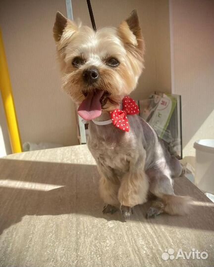 Стрижка собак с выездом на дом