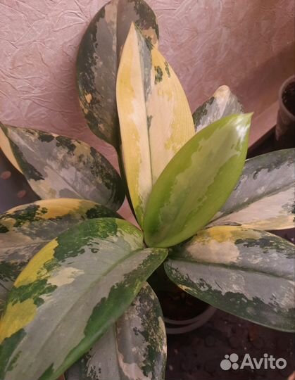 Аглаонема суварнабхуми