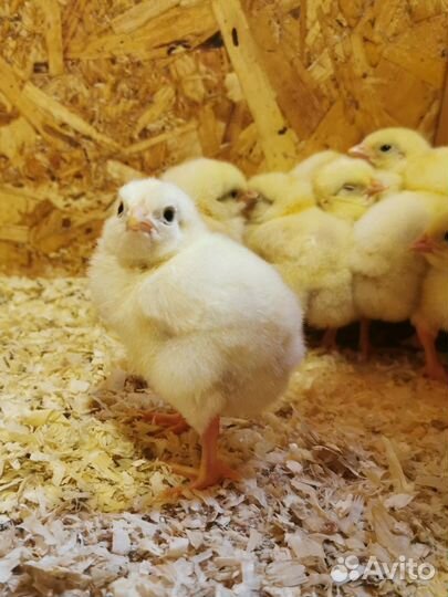Цыплята бройлер суточные Росс/Кобб (Импорт)