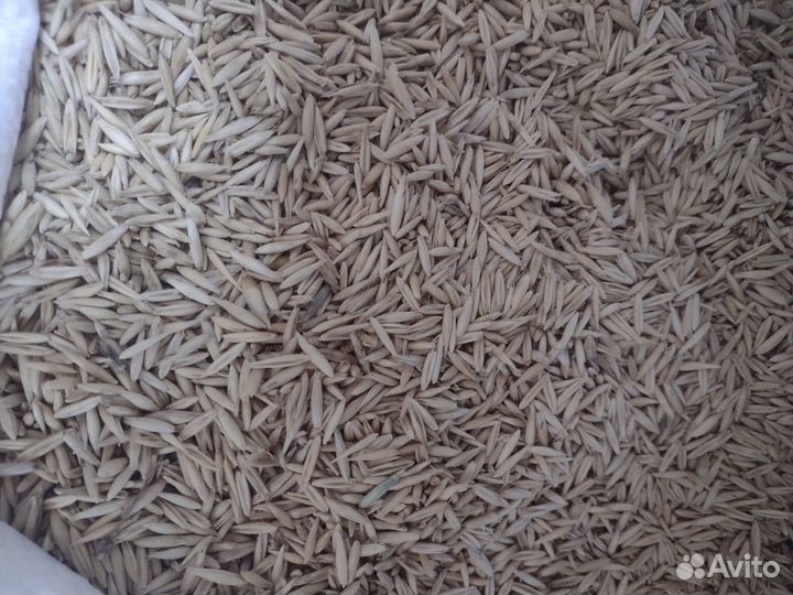 Зерно, кукуруза, горох, отруби, рожь опт и розница