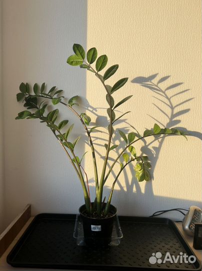 Фикус лирата, эпипремнумы