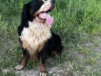 Найдена собака породы Зенненхунд