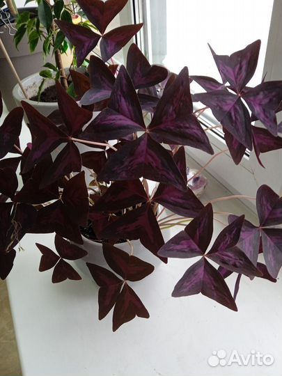 Растения комнатные цветы