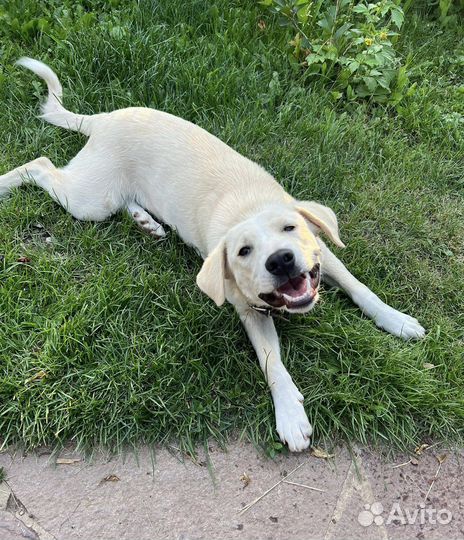 Собаки бесплатно