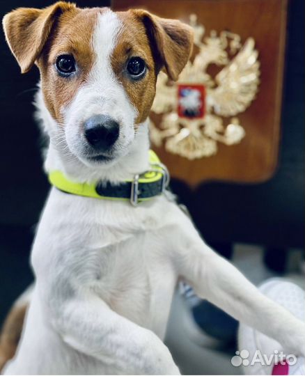 Вязка джек рассел терьер