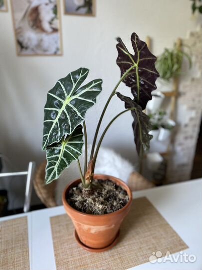 Алоказия Полли