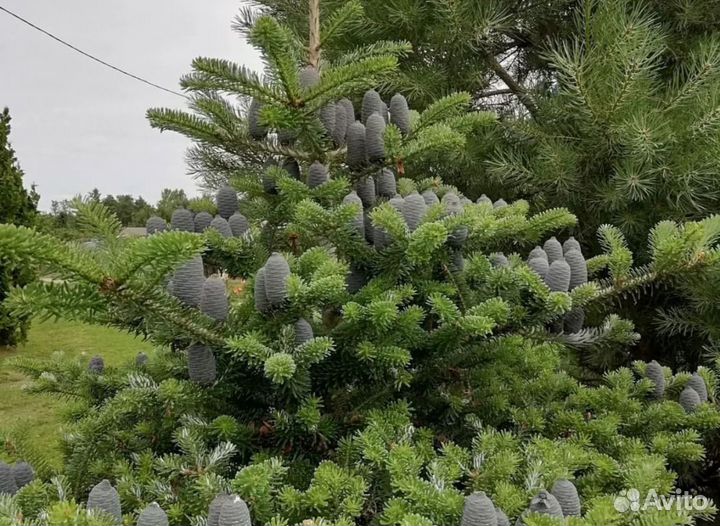 Пихта Нордмана