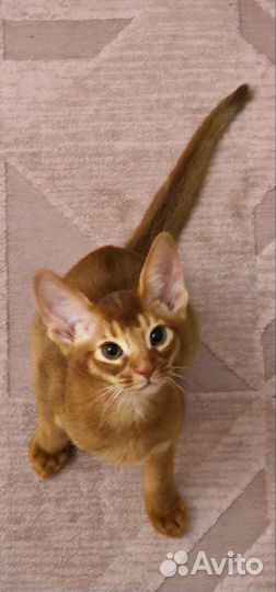 Абисинский котенок