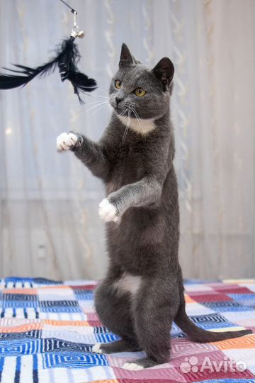 Кот Алехандро