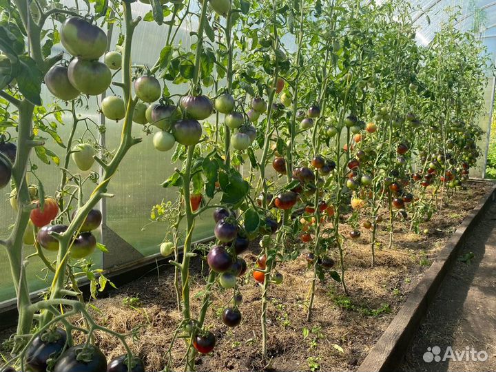 Продам помидоры