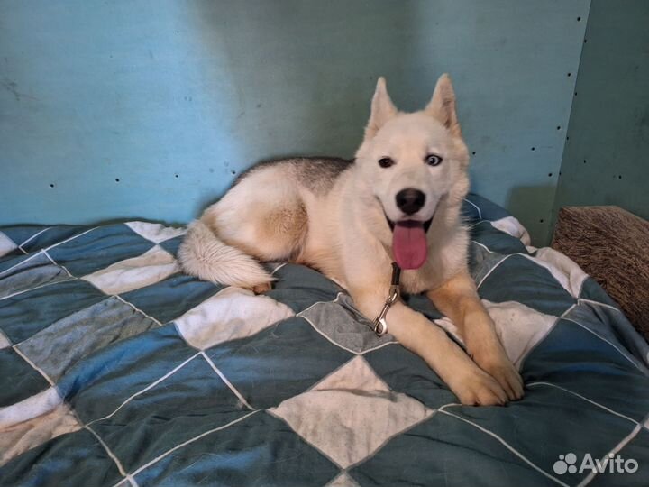 Передержка собак