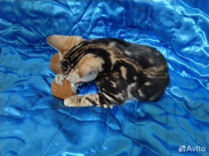 Бенгальский котенок девочка клубная с документами