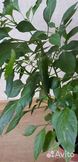 Перец острый