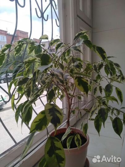 Фикусы Бенджамина пестролистный, большой