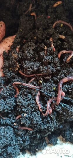 Червь Владимирский старатель