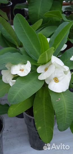 Молочай миля крупноцветковый