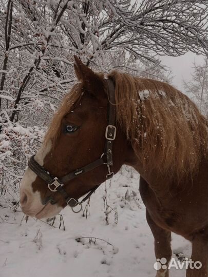 Фотосессии с лошадьми