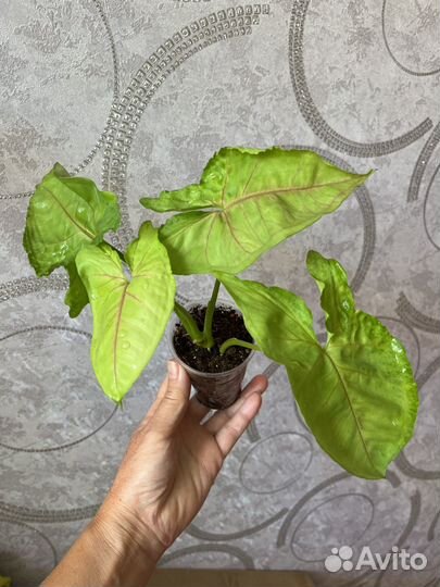 Сингониумы