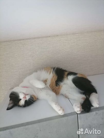 Кошечка в добрые руки