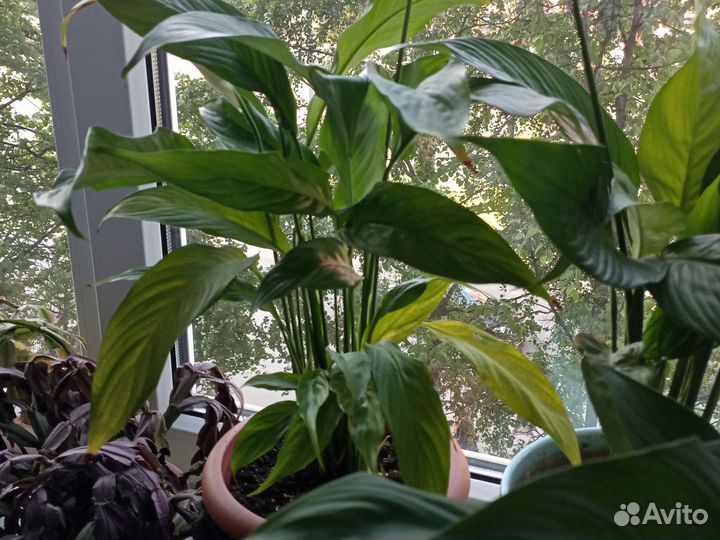 Комнатные растения