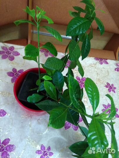 Гардения жасминовидная