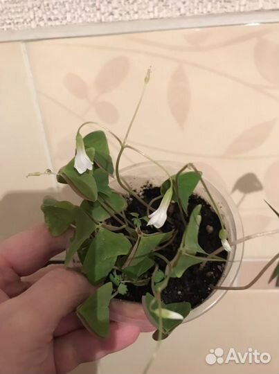 Кислица оксалис