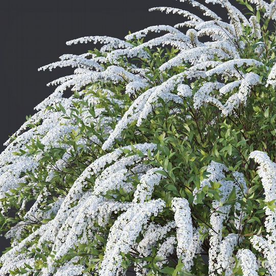 Многолетние цветы для сада