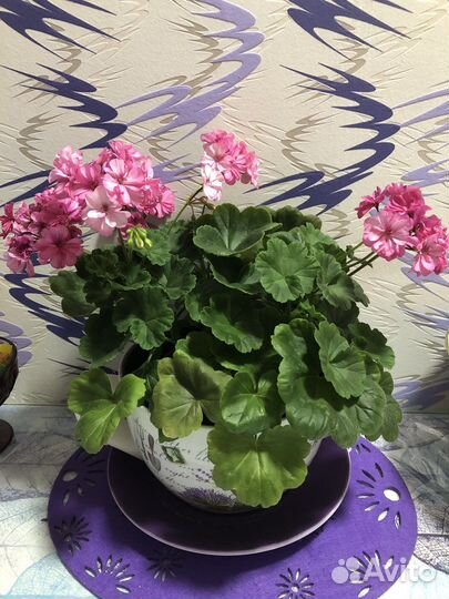 Пеларгония герань