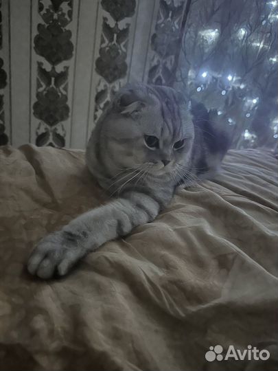 Шотландский кот вязка