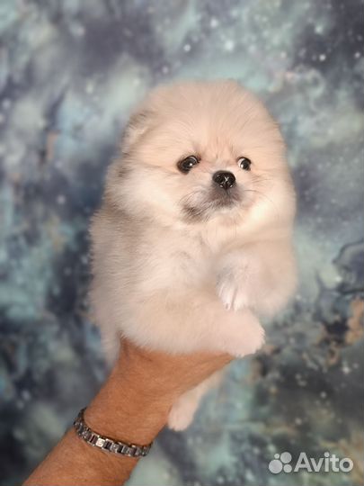 Шпицы мини малыши