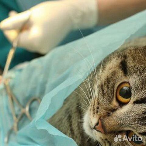 Кастрация кота как выглядит с задержкой
