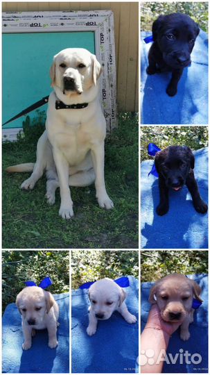 Щенки лабрадора