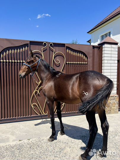 Кабардинский жеребчик