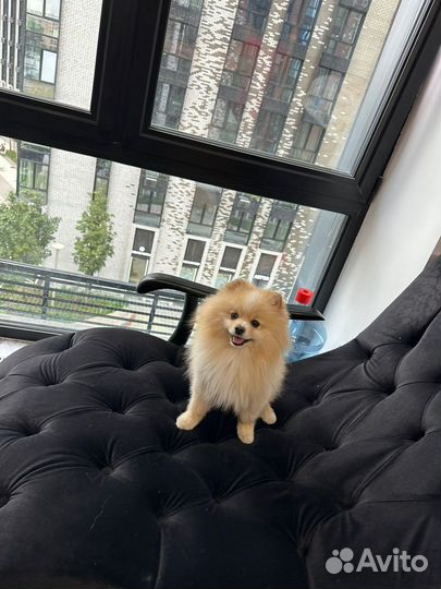 Шпиц на вязку