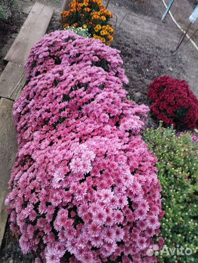 Хризантемы мультифлора