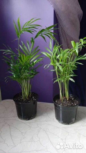 Комнатные растения цветы