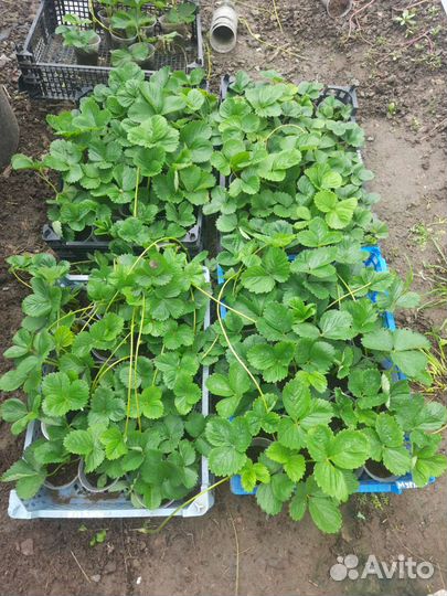 Клубника ремонтантная рассада