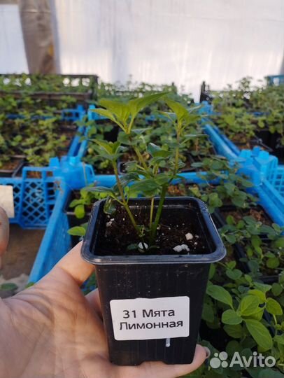 Вегетативная мята 39 видов