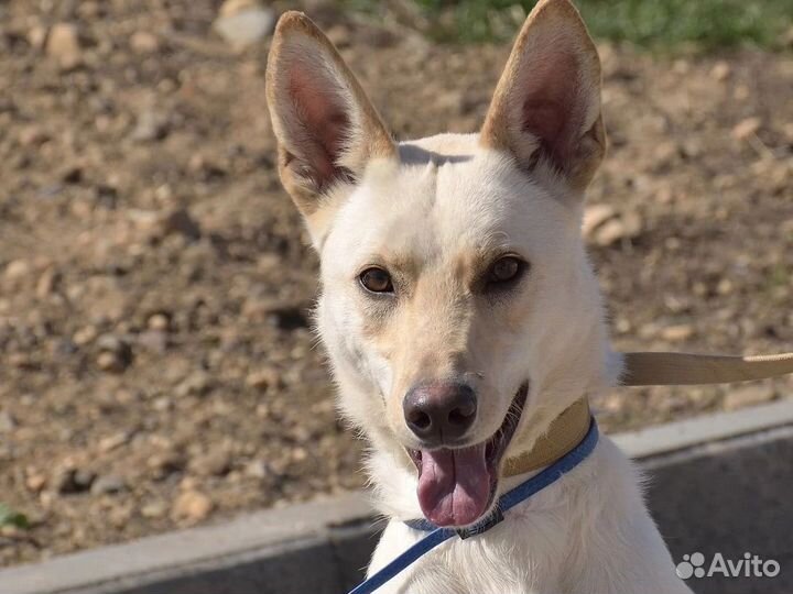 Бывшедомашнему Ричи нужен дом