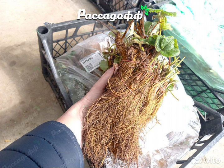 Рассада клубники. Оптом