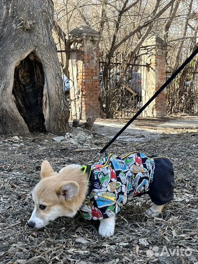 Комбинезон для маленькой собаки