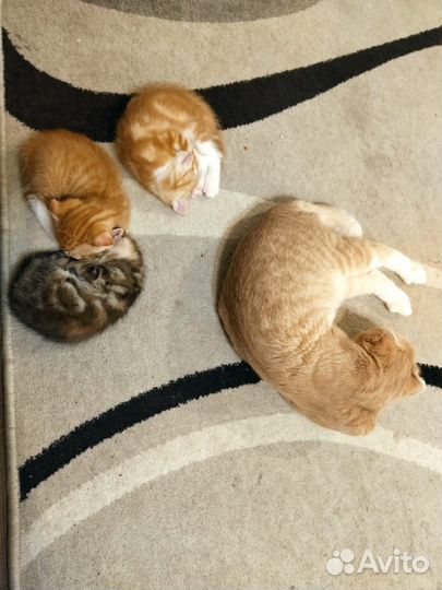 Вислоухие котята